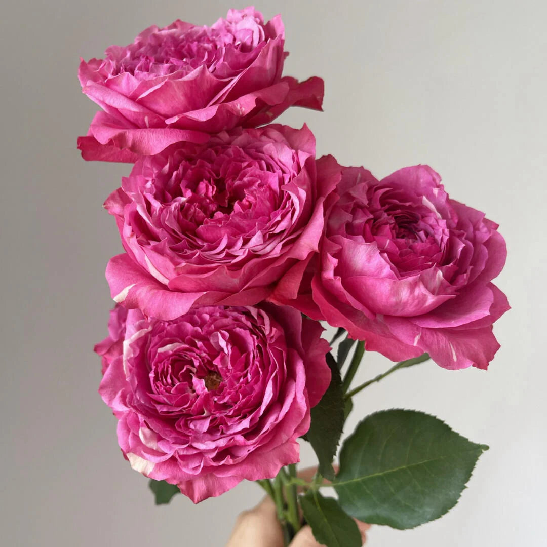 Royal Bloom Harmony Box