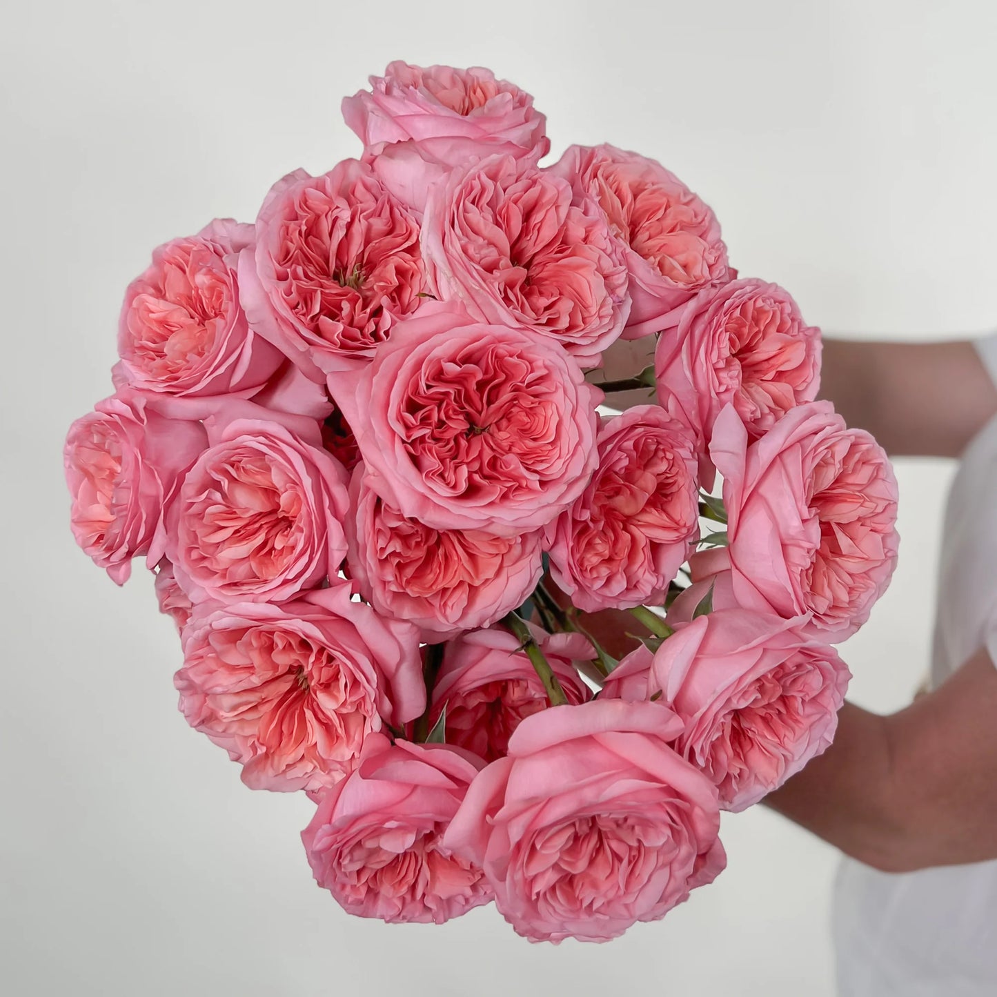 Pink Reverie